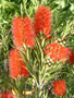 celtic park - red paintbrush flowers.jpg